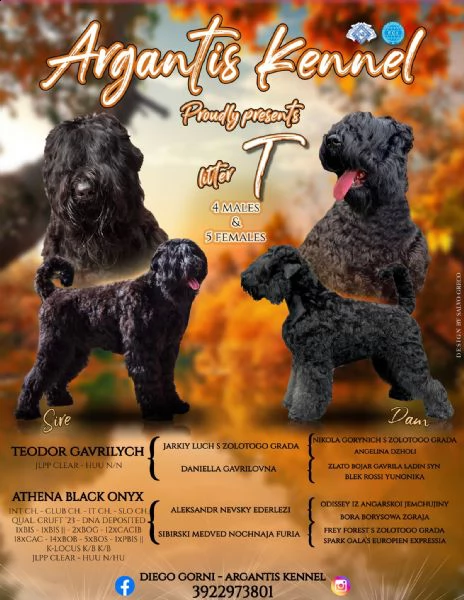 cuccioli di terrier nero russo | Foto 4