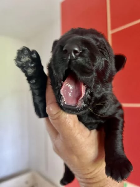 cuccioli di terrier nero russo | Foto 3