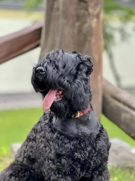 cuccioli di terrier nero russo | Foto 2