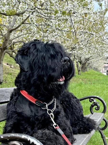 cuccioli di terrier nero russo