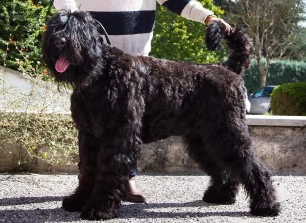 cuccioli di terrier nero russo | Foto 1
