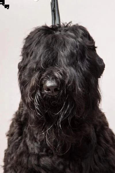 cuccioli di terrier nero russo | Foto 0