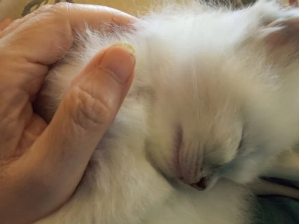 Ultimi due cuccioli di ragdoll da privato | Foto 5