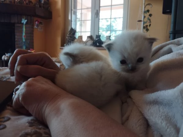 Ultimi due cuccioli di ragdoll da privato | Foto 4