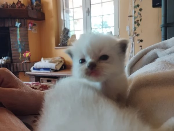 Ultimi due cuccioli di ragdoll da privato | Foto 3