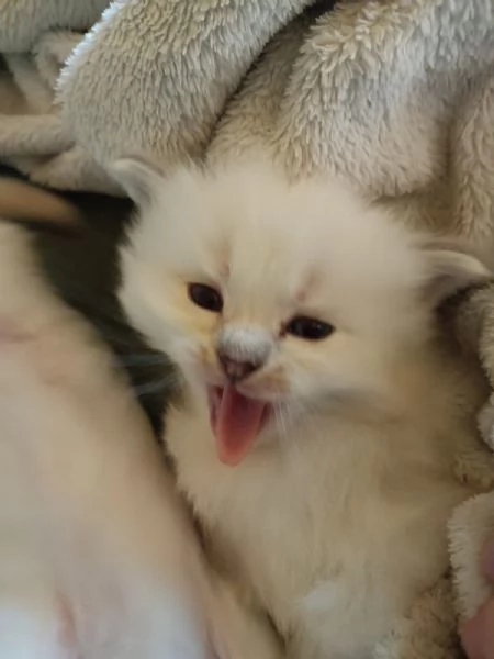 Ultimi due cuccioli di ragdoll da privato | Foto 2