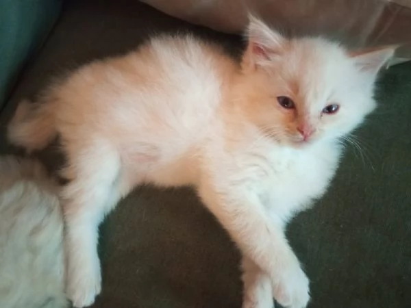Ultimi due cuccioli di ragdoll da privato | Foto 1