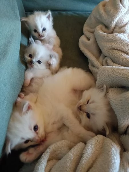 Ultimi due cuccioli di ragdoll da privato | Foto 0