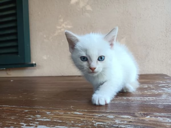 Gattino bianco con occhi azzurri | Foto 3