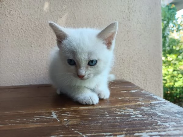 Gattino bianco con occhi azzurri | Foto 2