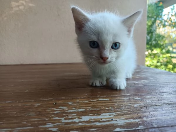 Gattino bianco con occhi azzurri | Foto 1