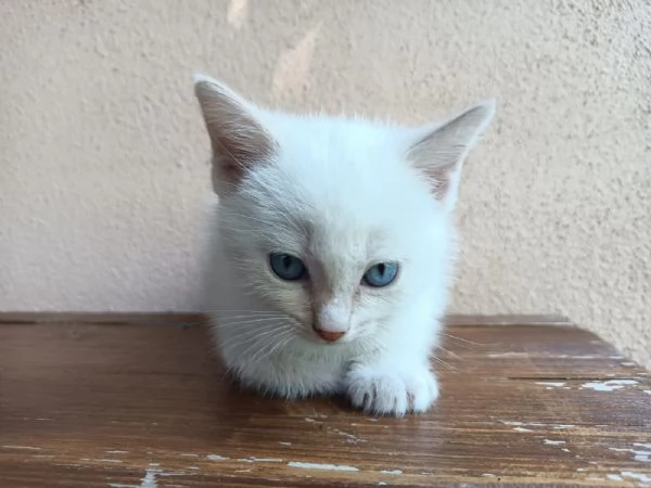 Gattino bianco con occhi azzurri | Foto 0