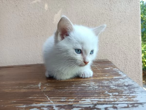 Gattino bianco con occhi azzurri
