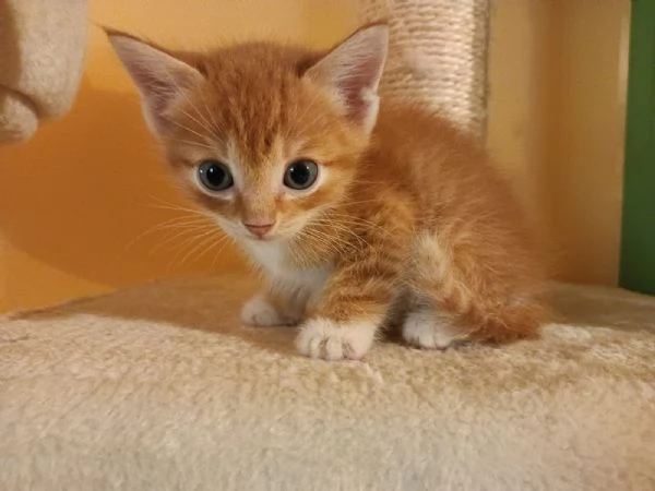 Si regala delizioso gattino rosso  | Foto 6