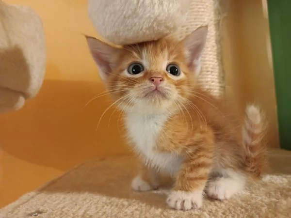 Si regala delizioso gattino rosso  | Foto 4