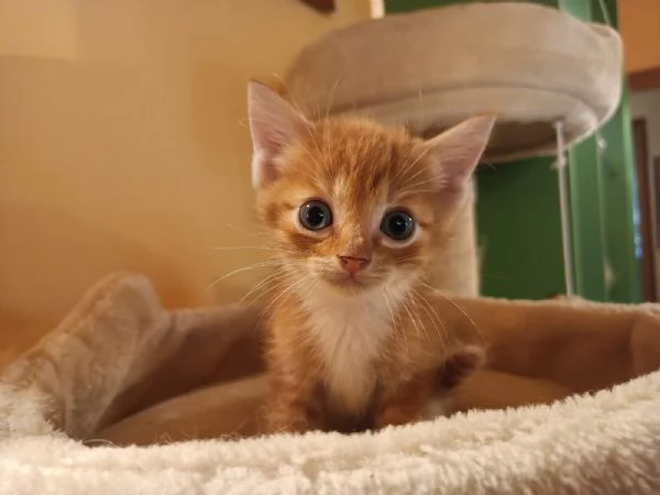 Si regala delizioso gattino rosso  | Foto 3