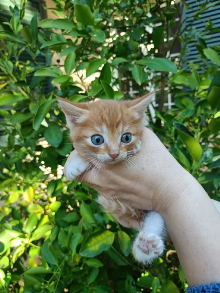 Si regala delizioso gattino rosso  | Foto 2