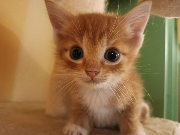 Si regala delizioso gattino rosso 