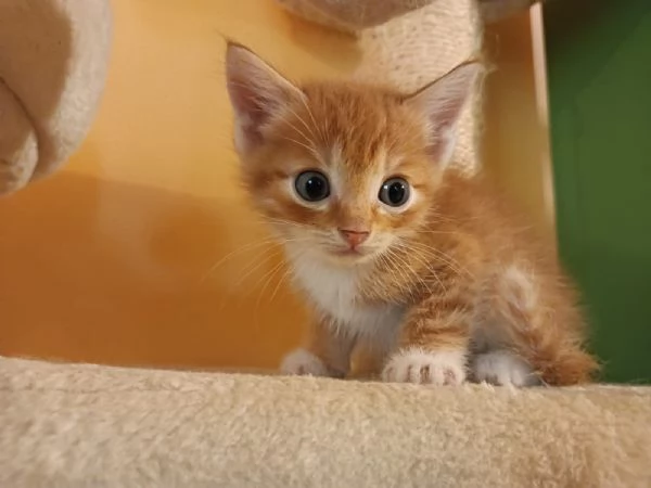 Si regala delizioso gattino rosso  | Foto 1