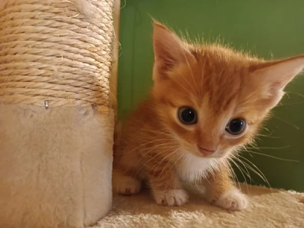 Si regala delizioso gattino rosso  | Foto 0