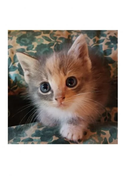 Regalo bellissima micina multicolor