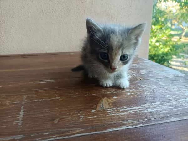 Regalo bellissima micina multicolor | Foto 4