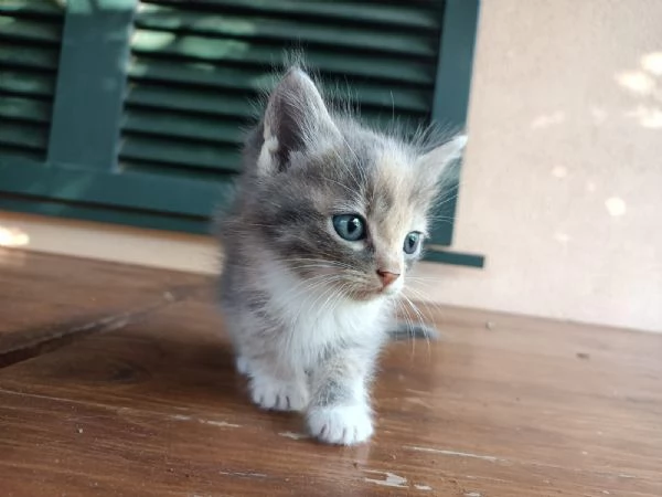 Regalo bellissima micina multicolor | Foto 3