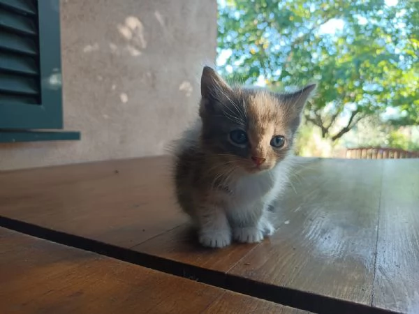 Regalo bellissima micina multicolor | Foto 2