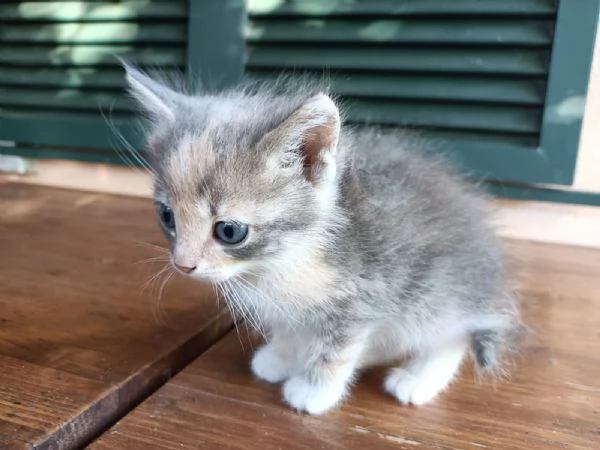 Regalo bellissima micina multicolor | Foto 1