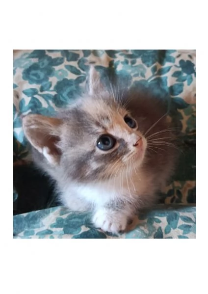 Regalo bellissima micina multicolor | Foto 0