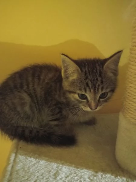 Regalo bellissima micina europea | Foto 5