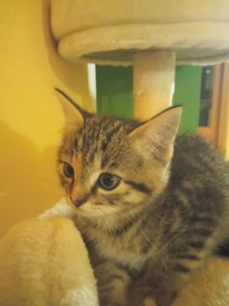 Regalo bellissima micina europea | Foto 4