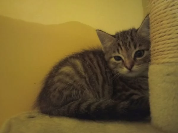 Regalo bellissima micina europea | Foto 1