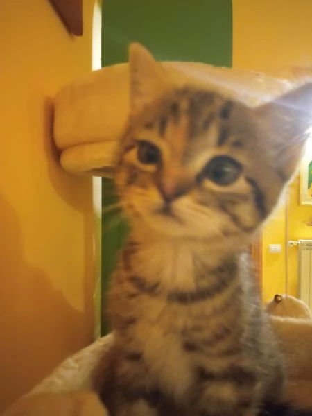 Regalo bellissima micina europea | Foto 0