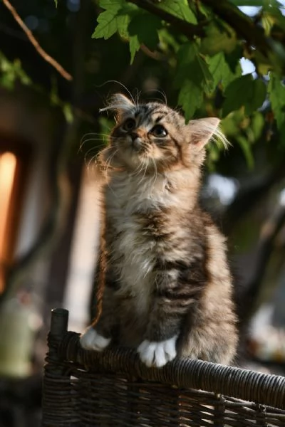 Cuccioli di gatto Siberiano con pedigree Anfi | Foto 6