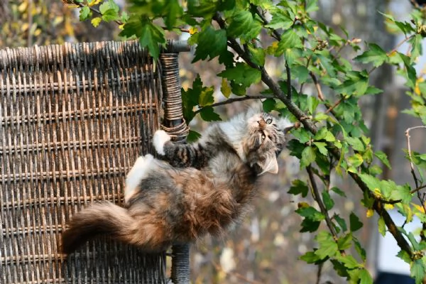 Cuccioli di gatto Siberiano con pedigree Anfi | Foto 5