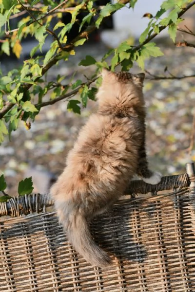 Cuccioli di gatto Siberiano con pedigree Anfi | Foto 3