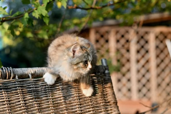 Cuccioli di gatto Siberiano con pedigree Anfi | Foto 2