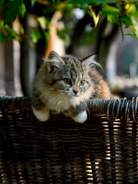 Cuccioli di gatto Siberiano con pedigree Anfi | Foto 0