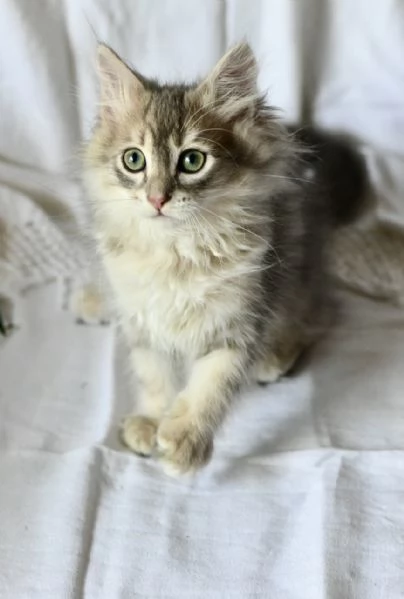 Cuccioli di gatto siberiano con pedigree Anfi