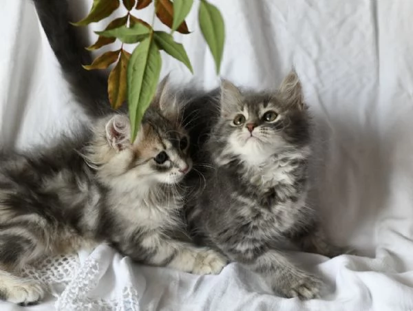 Cuccioli di gatto siberiano con pedigree Anfi | Foto 5