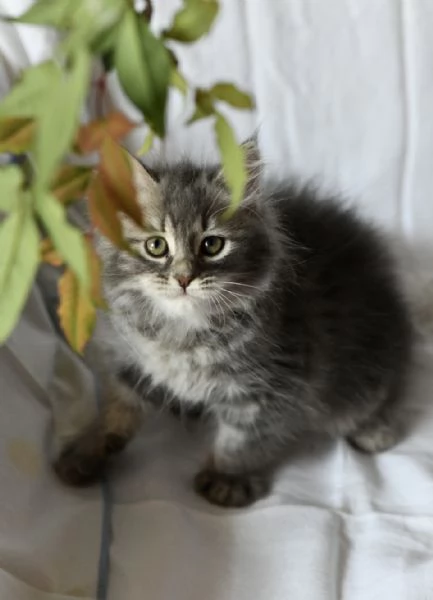 Cuccioli di gatto siberiano con pedigree Anfi | Foto 4