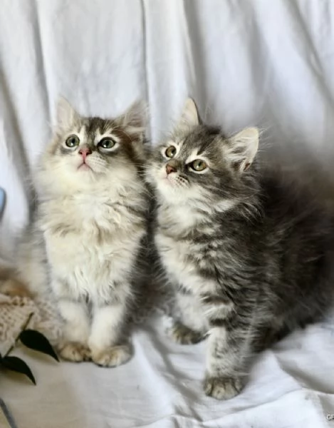 Cuccioli di gatto siberiano con pedigree Anfi | Foto 3