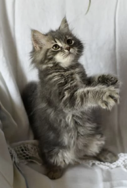 Cuccioli di gatto siberiano con pedigree Anfi | Foto 2