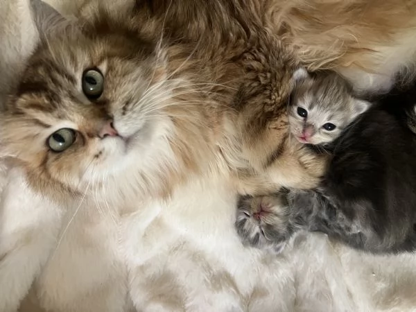 Cuccioli di gatto siberiano con pedigree Anfi | Foto 1