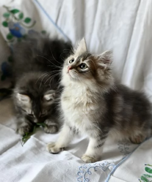 Cuccioli di gatto siberiano con pedigree Anfi | Foto 0