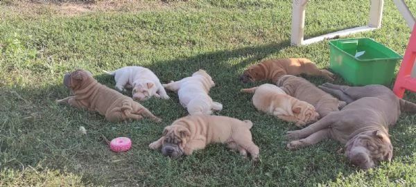cuccioli di sharpei con pedigree | Foto 4