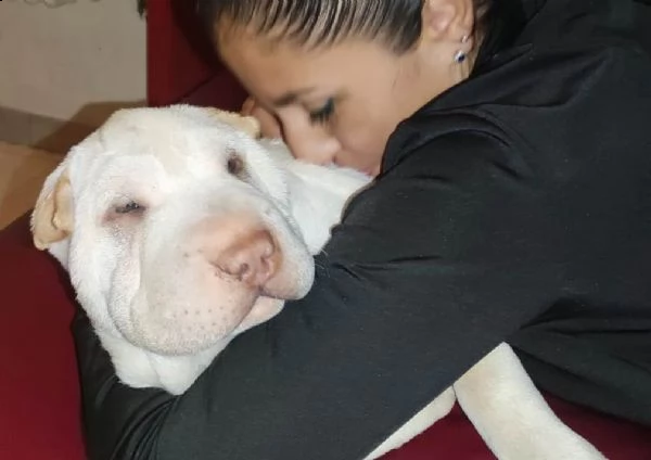 cuccioli di sharpei con pedigree | Foto 3