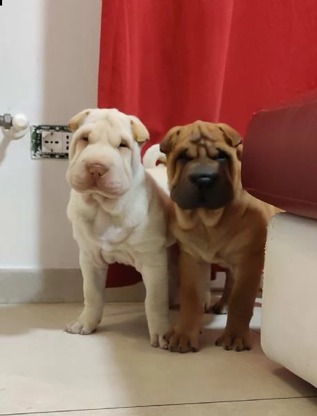 cuccioli di sharpei con pedigree | Foto 2