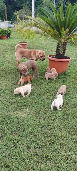 cuccioli di sharpei con pedigree | Foto 1